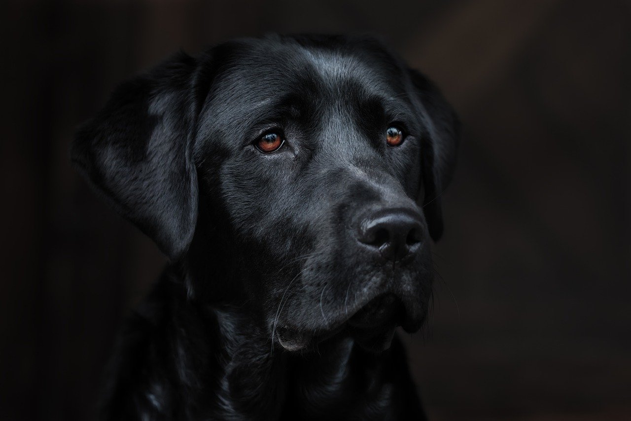 Understanding the Unique Nature of the Catahoula Leopard Dog